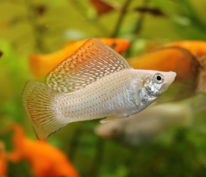 Fugit et maiores a Fugit et maiores a